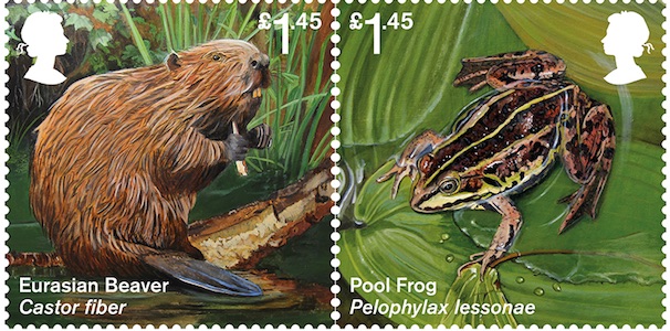 £1-45-stamps-showing-Eurasian-Beaver-and-Pool-Frog.