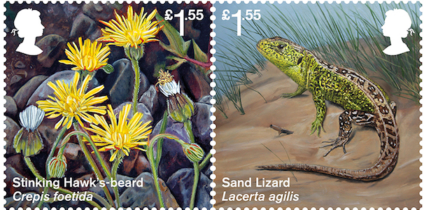 £1-55-stamps-showing-Stinking-Hawksbeardflower-and-Sand-Lizard.